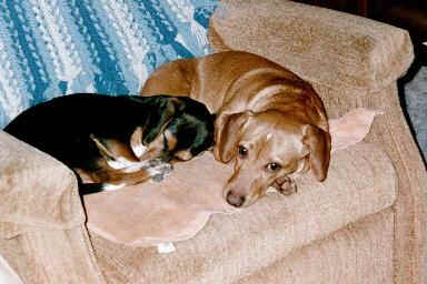 bnc4a.jpg (14623 bytes)