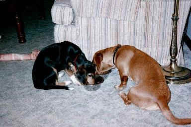 bnc8a.jpg (14187 bytes)