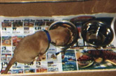 brutus05.jpg (28358 bytes)