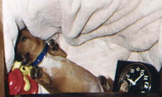 brutus07.jpg (38786 bytes)