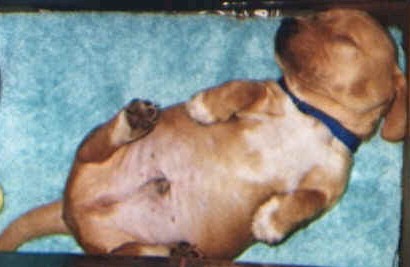 brutus10.jpg (27286 bytes)