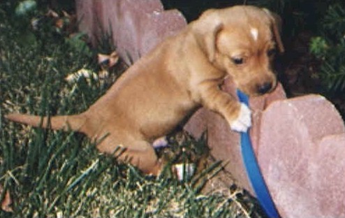 brutus17.jpg (42268 bytes)