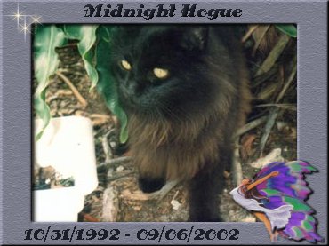 midnighthogue.gif