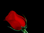 Image of rose5.gif