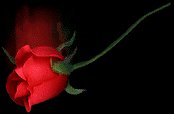 Image of roses.jpg
