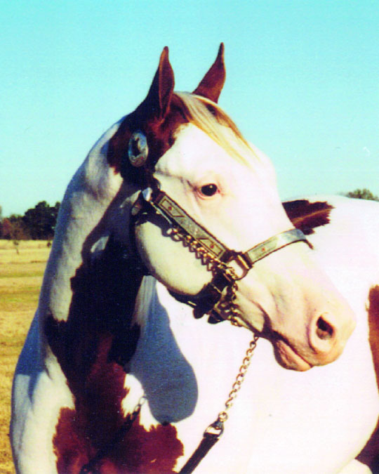 Star* Paint Stallions