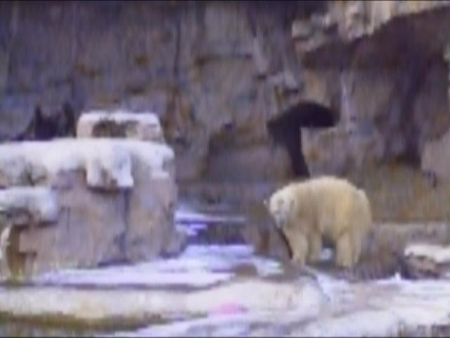 polar-grizzley zoo img06