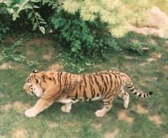 mizzu.zoo tiger