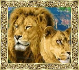 lion1.jpg(155648 bytes)