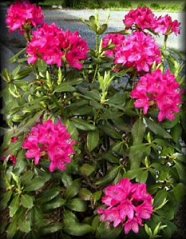 raindropspic.jpg(204800 bytes)