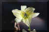 Lily3a.jpg (43712 bytes)