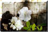 azalea2.jpg (49765 bytes)