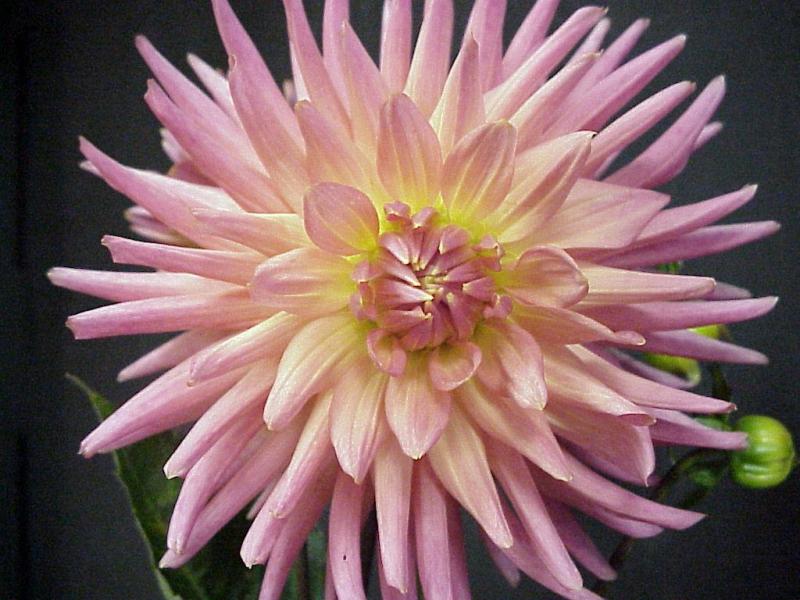Pink Dahlia - Click here to go to "Home page"