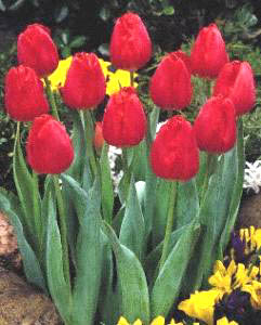 Red Tulips - Click here to the "Dahlias page"