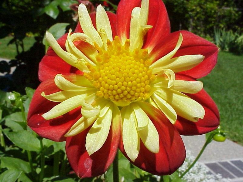 Red-Yellow Dahlia - Click here for the "Tulips page"