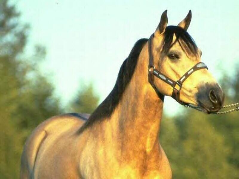 An boarded horse. Spirit