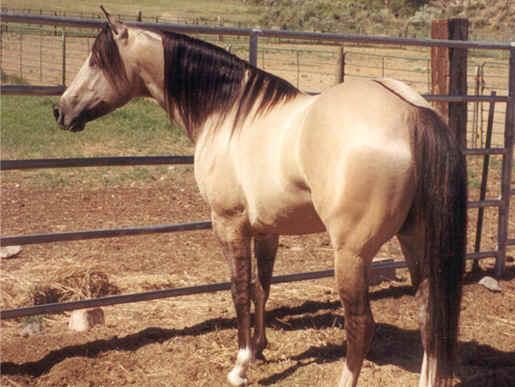 Whisker, a guest ranch horse.
