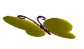 Image of butterfly.gif