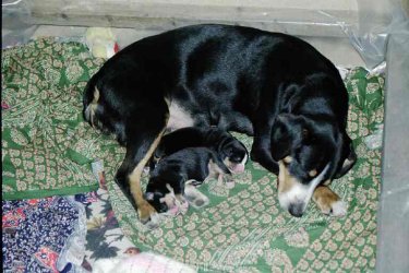 Alaska von Franzengarten