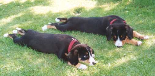 Arik and Arcos Von Arvenstock