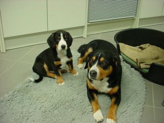 Karhunkierros Ayko with Glenn vom Espenleu