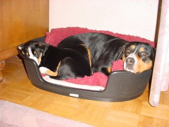 Karhunkierros Ayko with Glenn vom Espenleu