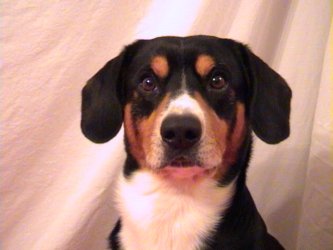 Carlo von der Baumgasse