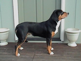 Carlo von der Baumgasse