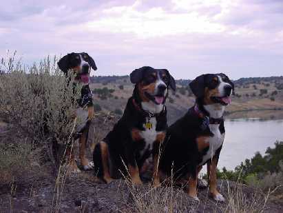 Entlebuchers on a ridge