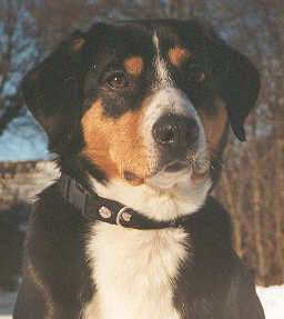 Evy vom Connemarahof