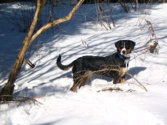 Fatima Emma vom Schaerlig
