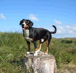 Gino von der Singold