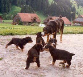 Gola von der Schnerlen
