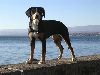 Happy du Bois du Foyard