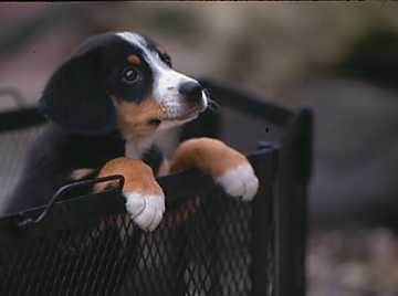 Jasmine as a puppy