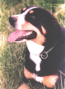 Mandy (Peggy von der Schnerlen)