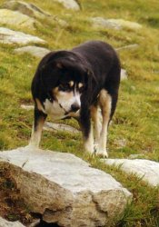 Mona von der Schnerlen