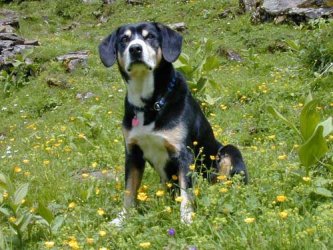 Carino (Nero von der Schnerlen