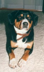 Carino (Nero von der Schnerlen