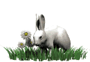 rabbit n d grass