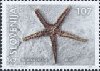 Starfish Fossil 