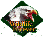 Wildlife Forever