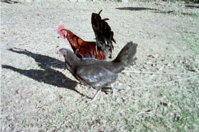 Wingate Brownred stag and hen