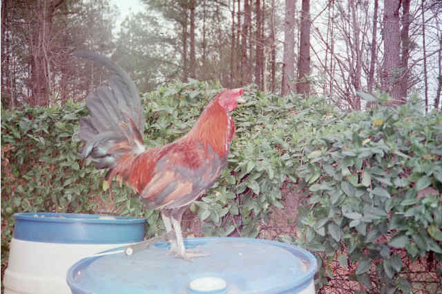 Ruble Hatch brood trio