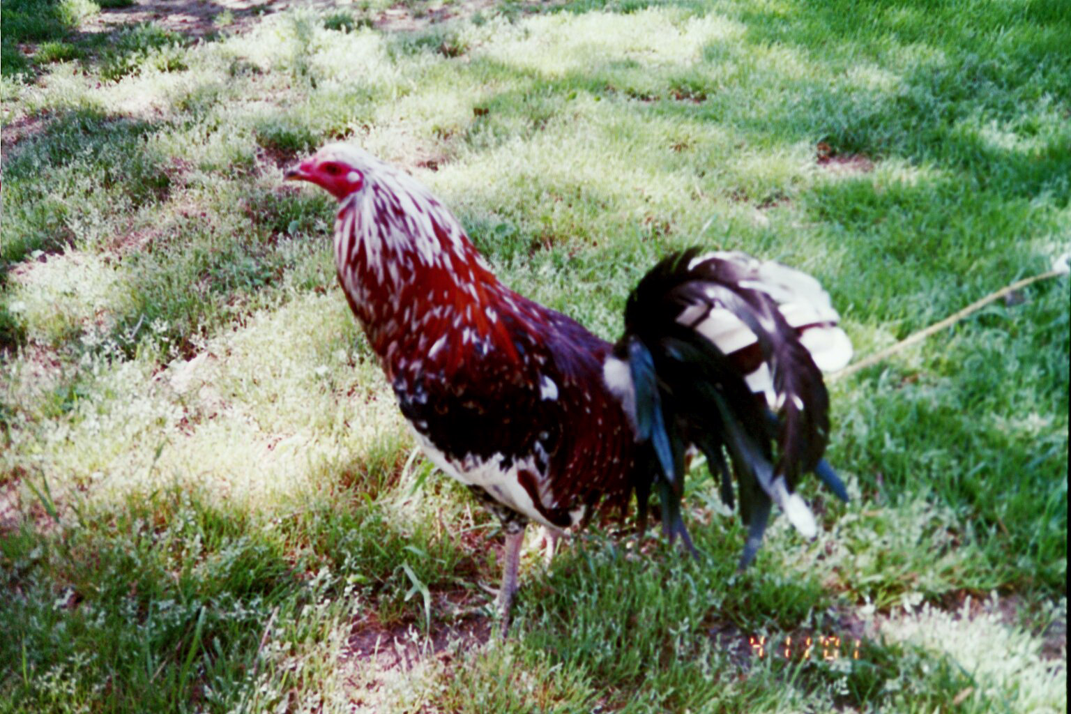 Gerrard Hatch brood cock