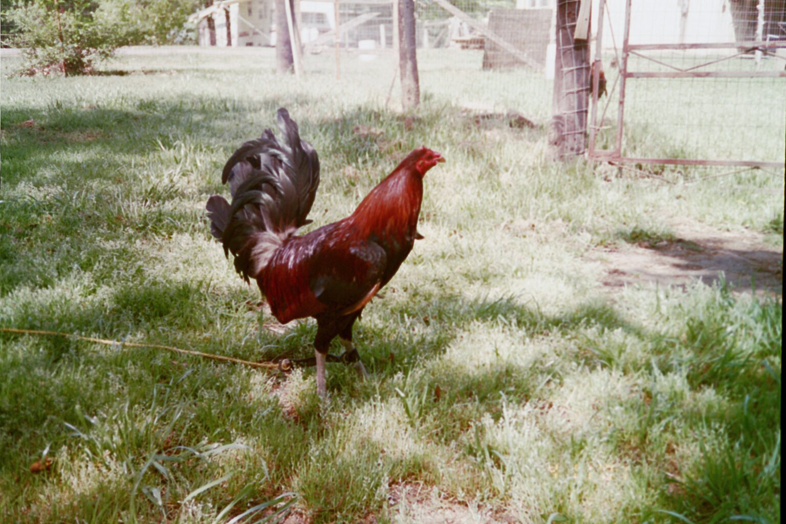 Ruble Hatch brood cock