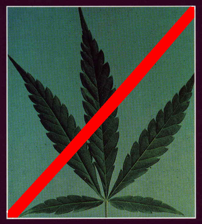 NO/Marijuana
