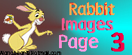 Rabbit Images Page 3!