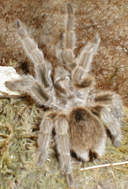 Rose Hair Tarantula