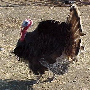 https://www.angelfire.com/mt/alpine/images/TomTurkey.JPG (25953 bytes)